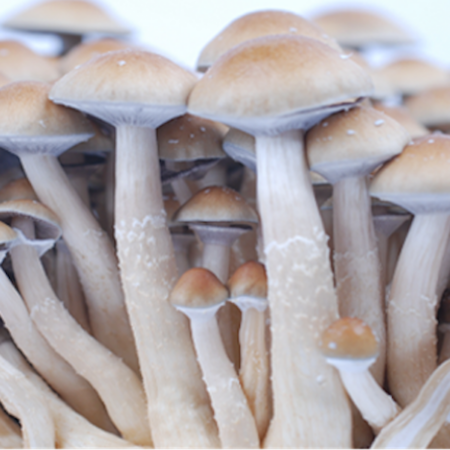 Psychedelic Magic Mushrooms